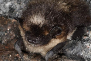 Північна шкіра: звичайна бита Північна шкіра: звичайна бита